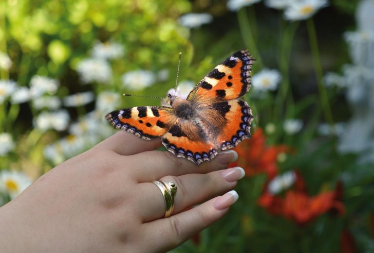 Home Serene belevingstuin met toegankelijke paden en bloeiende planten die alle zintuigen prikkelen